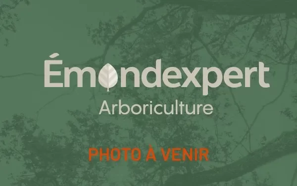 Emond Expert Arboriculture