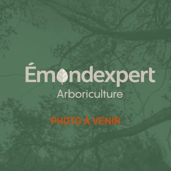 Emond Expert Arboriculture